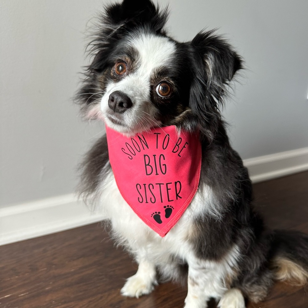 Dog bandanna